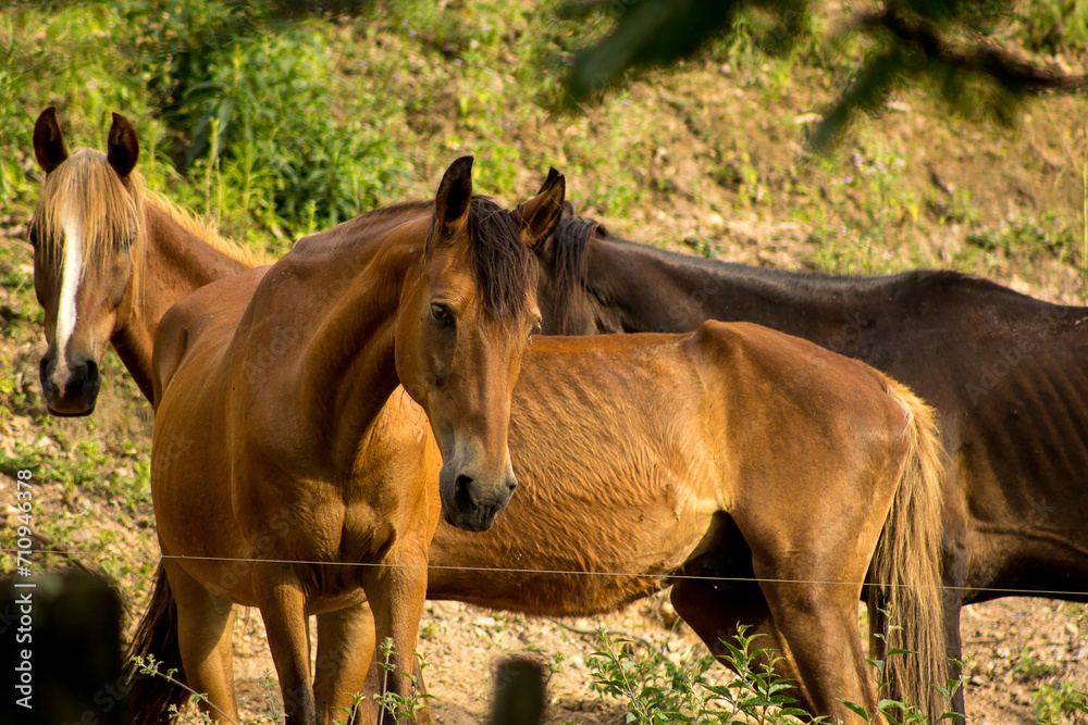 Fototapeta premium Cavalo no estabulo. 