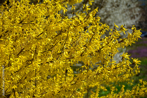 Forsycja (Forsythia), żółte kwiaty, kwitnacy krzew wiosenny, deciduous shrubs, Oleaceae, blooming Forsythia twigs, bright spring day, springtime background, wiosenne kwiaty, spring flowers 