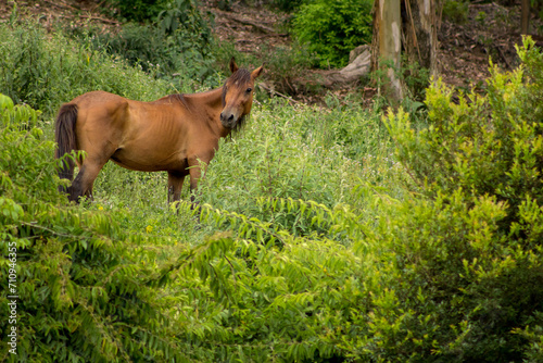 Cavalo no pasto em sitio no interior de São Paulo.