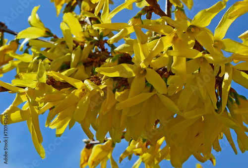 Forsycja (Forsythia), żółte kwiaty, kwitnacy krzew wiosenny, deciduous shrubs, Oleaceae, blooming Forsythia twigs, bright spring day, springtime background, wiosenne kwiaty, spring flowers 