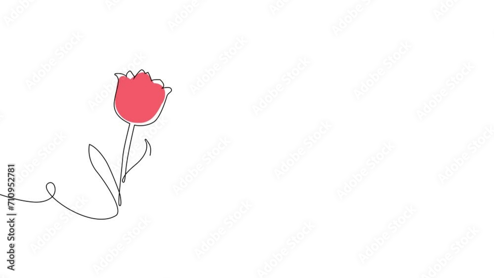 2D animated one line animation continous line forming flower red flower. 4k video hand drawn flower animation. Royality free.