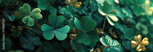 Lush clovers with a touch of gold, embodying the festive spirit of St. Patrick's Day. photo