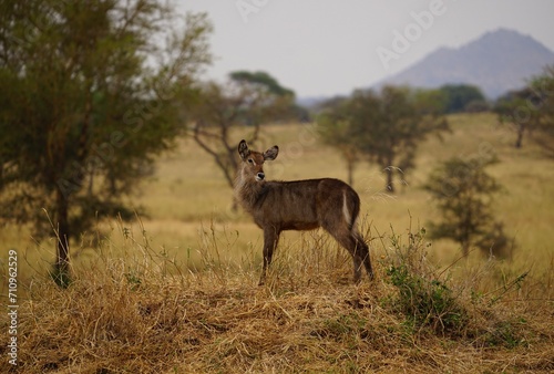 african wildlife, waterbuck antelope in savannah