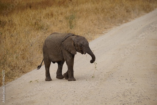 african wildlife  baby elephant