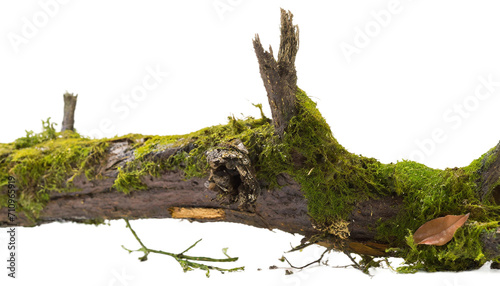 Green moss on tree branch isolated on transparent background.
