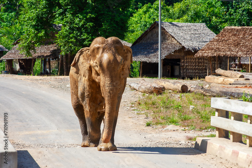 Photography a large asian elephant walks alone along a street in a village