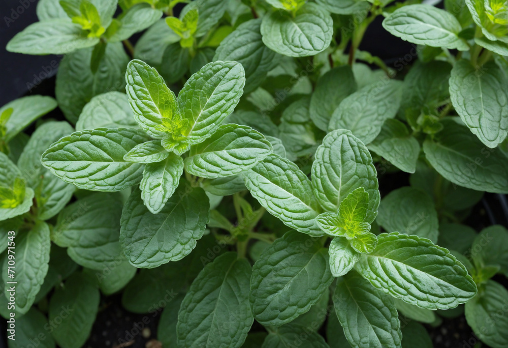 Aerial view of mint plants thriving in garden Aerial view of mint plants thriving in garden
