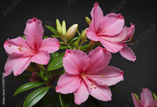 Pink Azalea Blossom on Dark Background