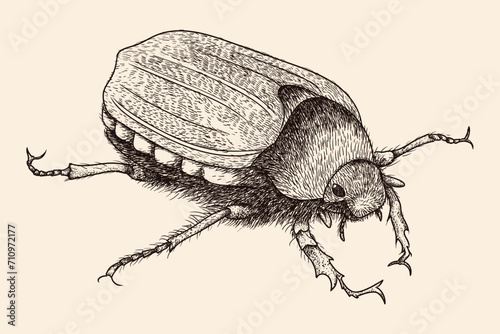 Insect May beetle. A quick freehand pencil sketch.