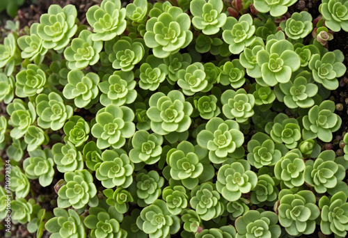 Green plants backdrop of Lifelong saxifrage - Saxifraga paniculata