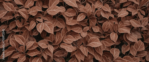 Overhead perspective of brown decorative plant leaves in garden. Fresh brown foliage as a horizontal backdrop. Numerous leaves contribute to cleaner air by filtering out dust and carbon dioxide. Natur