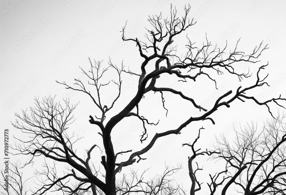 Fototapeta premium Dead tree silhouette isolated on white background. Black tree branches backdrop. Natural texture for graphic design and decoration. Artistic depiction in black and white.