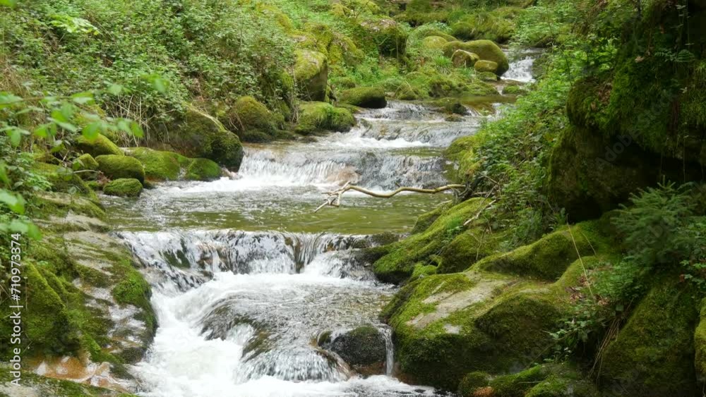 Beautiful clean transparent mountain stream in the Black Forest mountains, Baden Wurttemberg, Germany. Clear water flows among stones covered with green moss in pristine nature Beautiful clean transparent mountain stream in the Black Forest mountains, Baden Wurttemberg, Germany. Clear water flows among stones covered with green moss in pristine nature