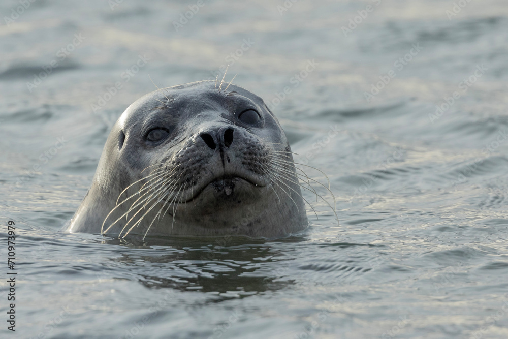 Fototapeta premium phoque