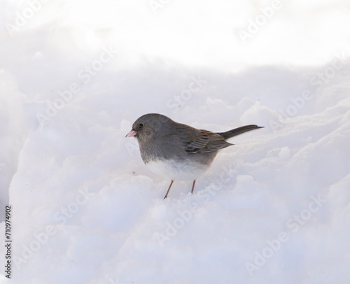 dark eyed junco standing on the ground after snow