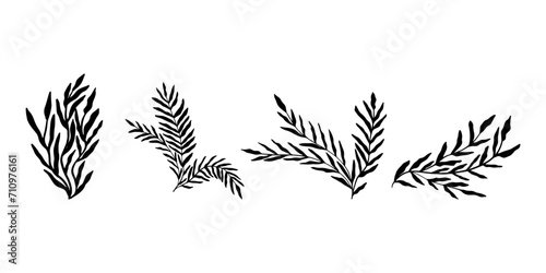 Abstract leaves. Hand drawn black plants. Vector foliage silhouettes. Natural organic ornament.