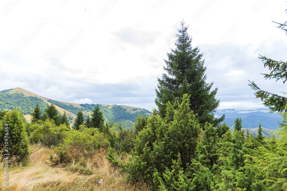 Scenic summer nature landscape with lush greenery and blue skies with clouds. Scenic summer nature landscape with lush greenery and blue skies with clouds.