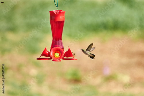 Hummingbird in flight feeding at red hanging nectar feeder © The Nature Guy