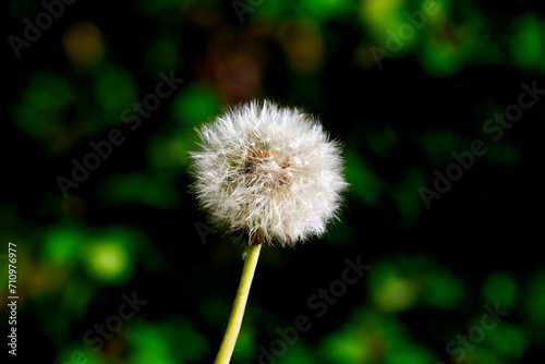 dandelion