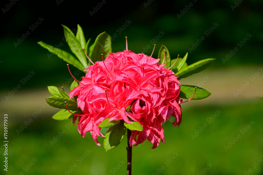 różowe kwiaty azalii, kwitnący różanecznik, azalia, rododendron (Rhododendron), - obrazy, fototapety, plakaty 
