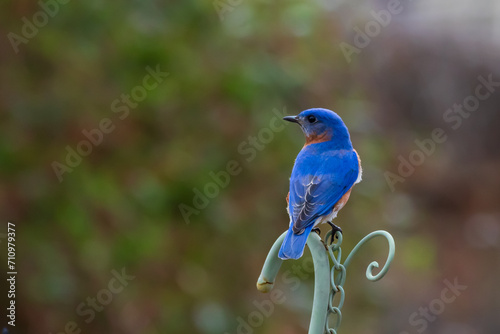 Eastern blue bird on metal planter © KEITH