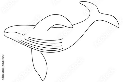 Whale swimming underwater, doodle style flat vector outline for coloring book