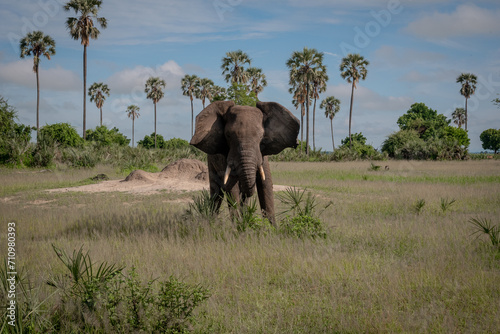 Elephant © Yannik