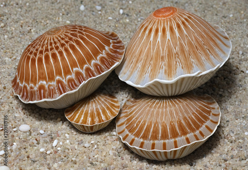 Asian Carpet Shell Clam - a common saltwater clam found in Asia and Japan, also known as Japanese littleneck clam, Manila clam, Japanese cockle, and Japanese carpet shell. photo