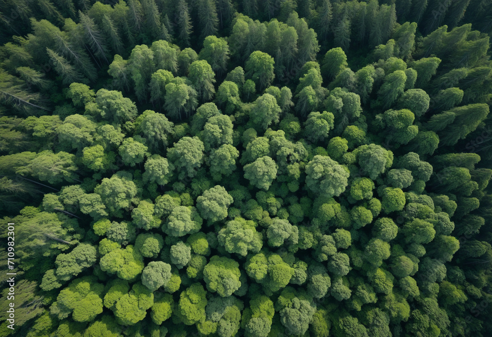 Drone footage of lush forest canopy. Aerial view displays trees absorbing CO2. Green tree landscape promoting carbon neutrality and sustainable environment. - obrazy, fototapety, plakaty 