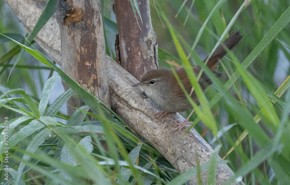 cetti's warbler on the branch always near to the pond cetti's warbler on the branch always near to the pond