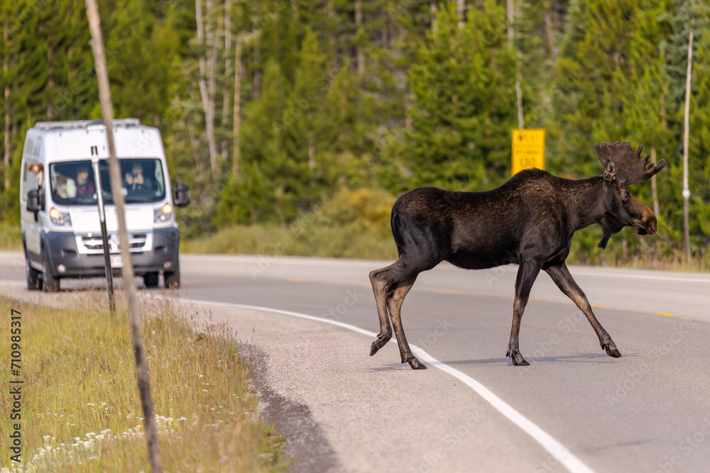 Wyoming Moose Crosses Highway Near Car in Snowy Range Wyoming Moose Crosses Highway Near Car in Snowy Range