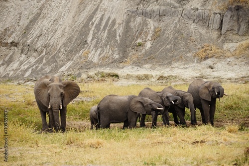 african wildlife  elephants  herd