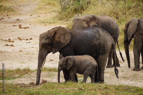 african wildlife  elephants  herd