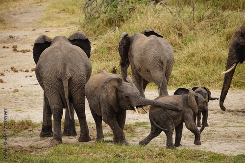 african wildlife, elephants, herd