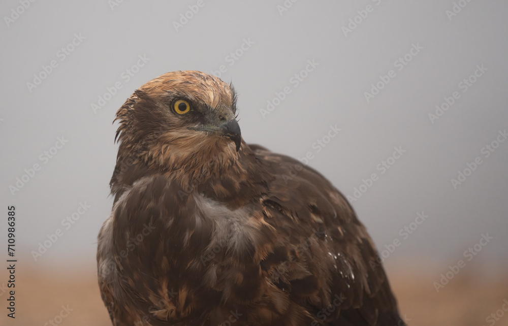 western marsh harrier portrait in the fog western marsh harrier portrait in the fog