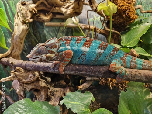 Chamäleon - Pantherchamäleon im Terrarium