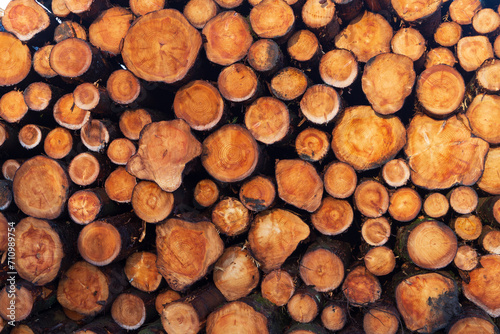 A heap of cut logs in Scotland on a winters morning 