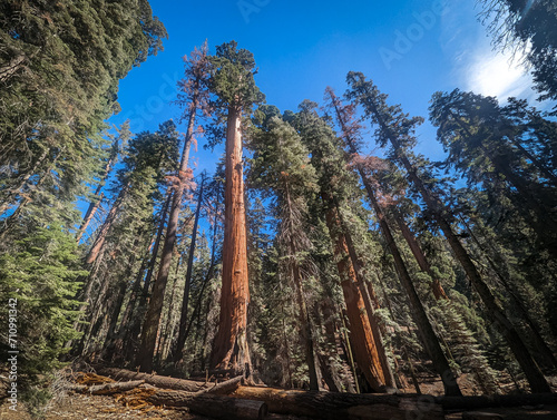 Sequoia National Park California Trees