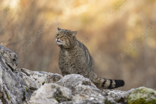 Photography wild cat in the mountain