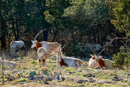 Herd of scimitar-horned oryx resting in Texas wildlife safari park.