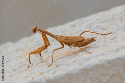 praying mantis on the wall