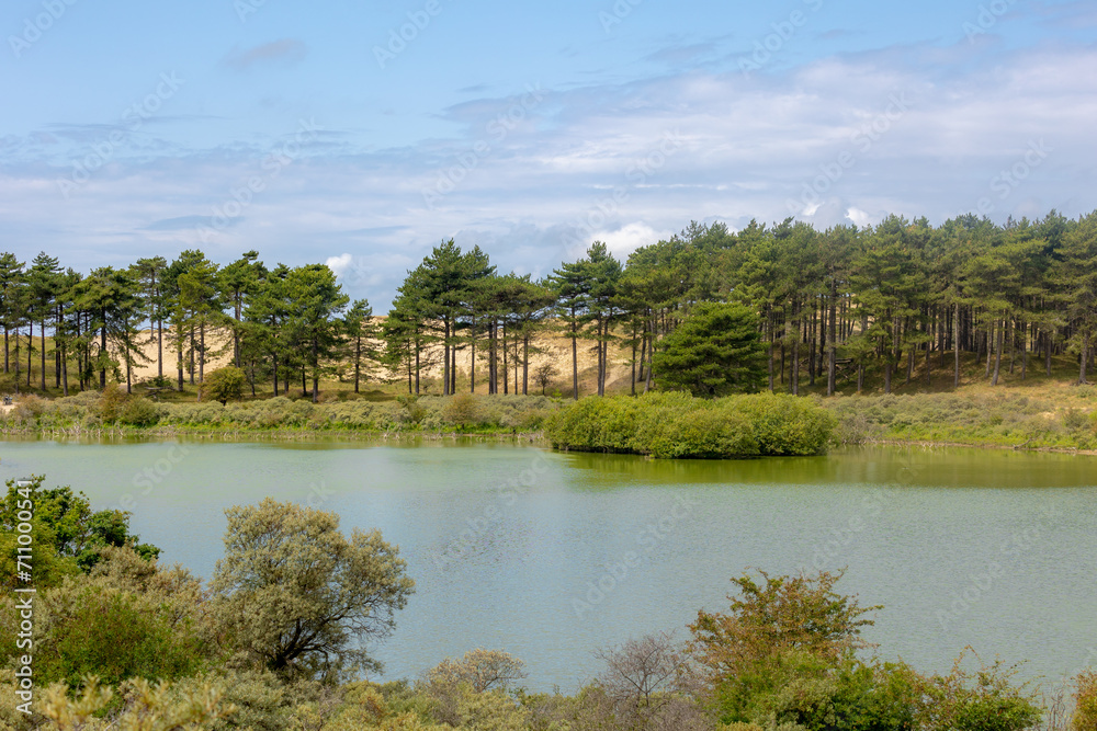 Summer landscape with view of Vogelmeer (Bird Lake) and the pine forest in Zuid-Kennemerland National Park between Bloemendaal and the North Sea, Located in the province of North Holland, Netherlands.