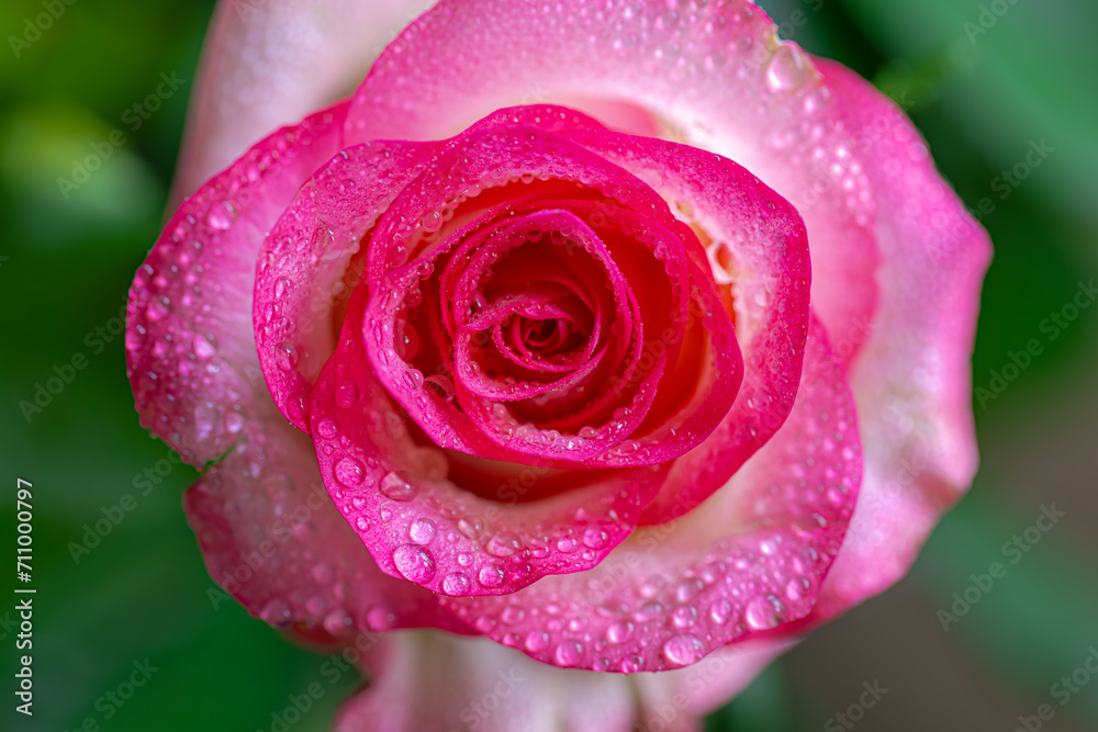 Selective focus of white pink rose with water or rain drops, A compact large flowering shrub with green leaves, The flowers are in clusters and have a pleasant fragrance, Nature floral background.