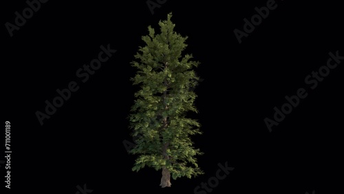 Pine In The Wind Loopable Alpha Channel