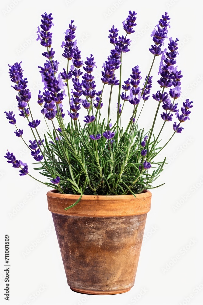 A potted plant with purple flowers on a white background. Suitable for home decor or gardening-related designs A potted plant with purple flowers on a white background. Suitable for home decor or gardening-related designs