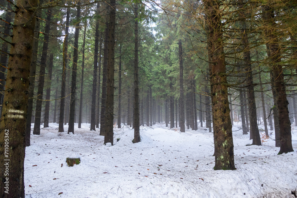 Fototapeta premium winter forest in winter