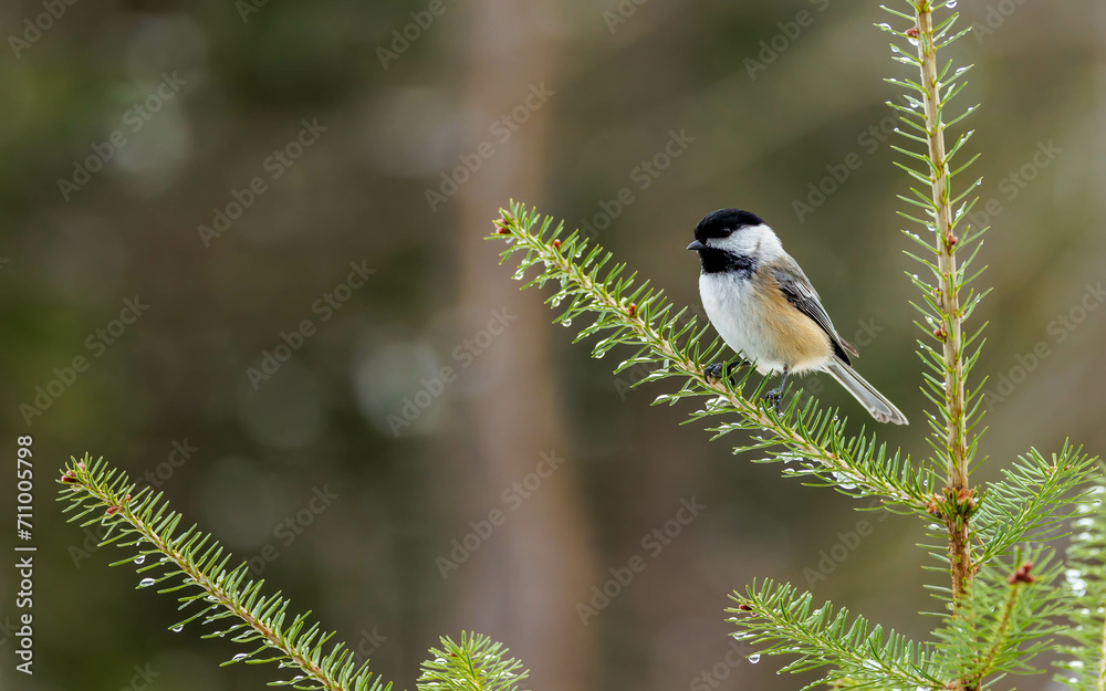 Obraz premium close up black capped chickadee on pine
