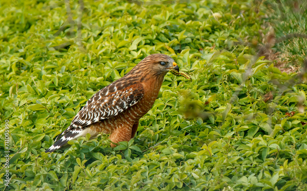 red shoulder hawk hunting insects red shoulder hawk hunting insects