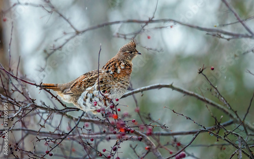 rough tailed grouse eating berries in tree