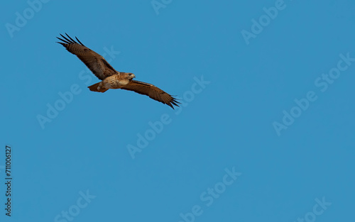 red tailed hawk soaring in blue sky